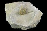 Cyphaspis Eberhardiei Trilobite - Foum Zguid, Morocco #125139-1
